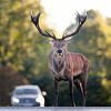 Wildlife-Vehicle Collision