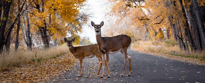 deer standing in road